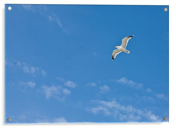 Seagull flying against blue sky Acrylic by Tara Taylor
