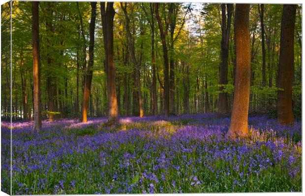 Bluebell wood Canvas Print by kevin marston