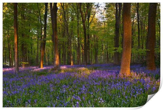 Bluebell wood Print by kevin marston