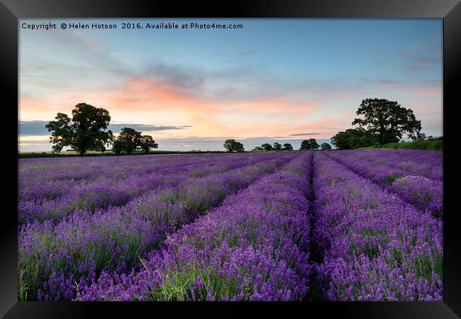 Lavender Rows Framed Print by Helen Hotson