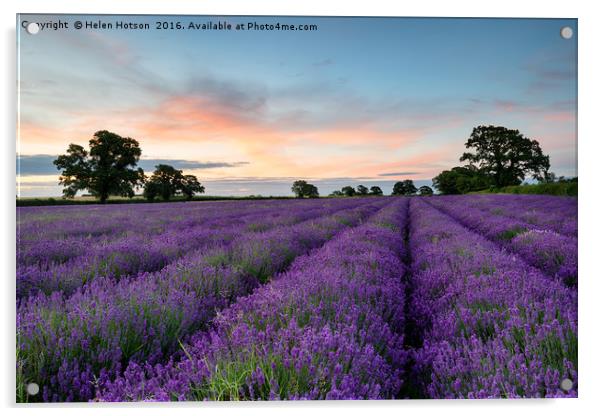Lavender Rows Acrylic by Helen Hotson