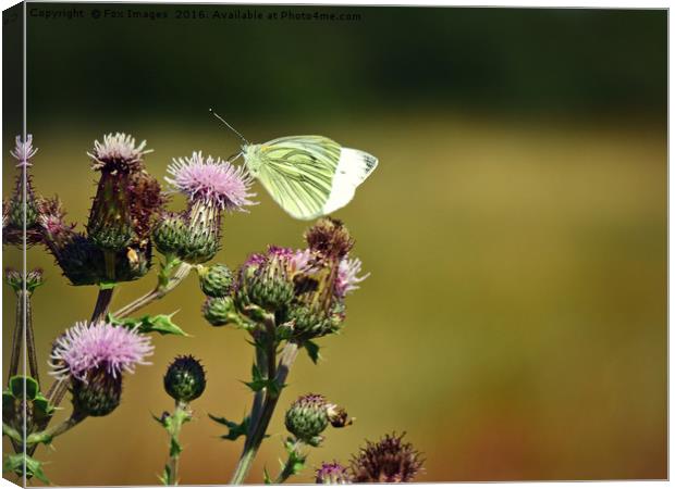 Large white butterfly Canvas Print by Derrick Fox Lomax