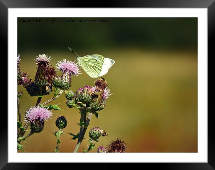 Large white butterfly Framed Mounted Print by Derrick Fox Lomax