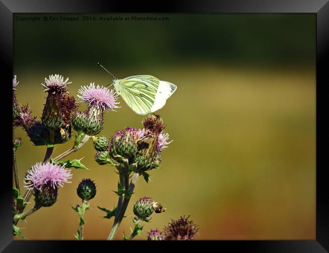Large white butterfly Framed Print by Derrick Fox Lomax