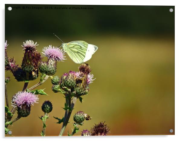 Large white butterfly Acrylic by Derrick Fox Lomax