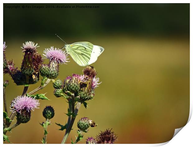 Large white butterfly Print by Derrick Fox Lomax