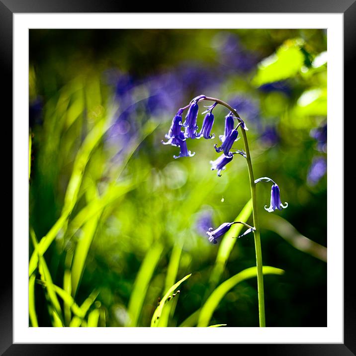 BLUEBELL Framed Mounted Print by Tara Taylor