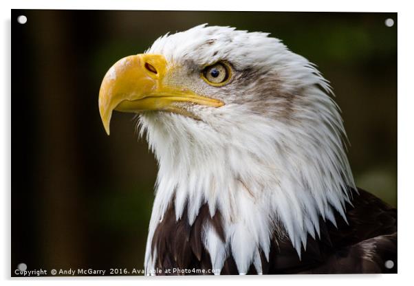 American Bald Eagle Portrait Acrylic by Andy McGarry
