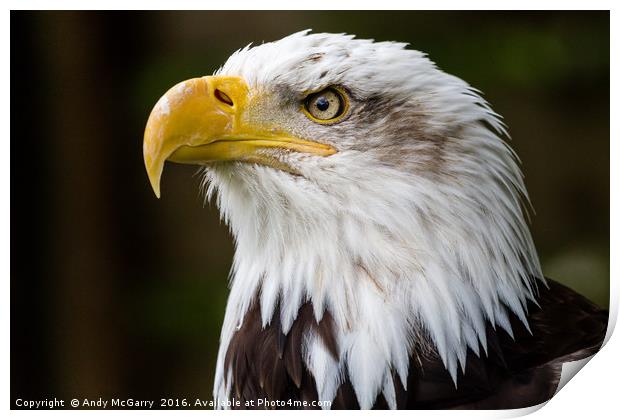 American Bald Eagle Portrait Print by Andy McGarry