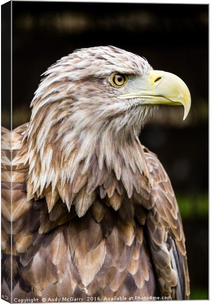 White Tailed Fish Eagle Canvas Print by Andy McGarry