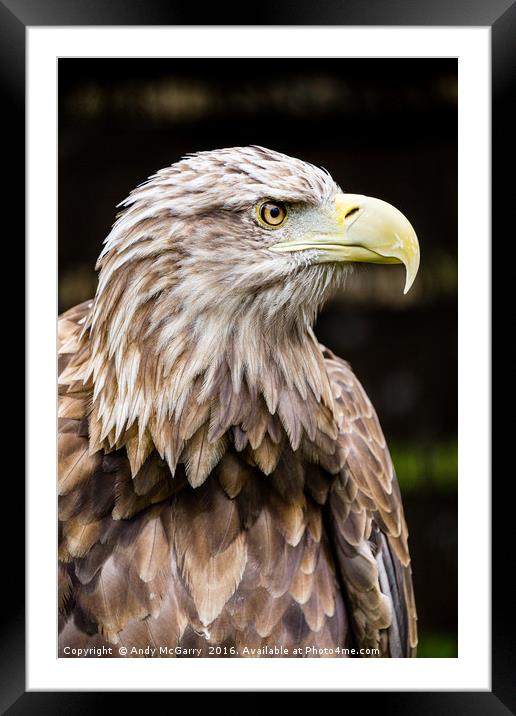 White Tailed Fish Eagle Framed Mounted Print by Andy McGarry