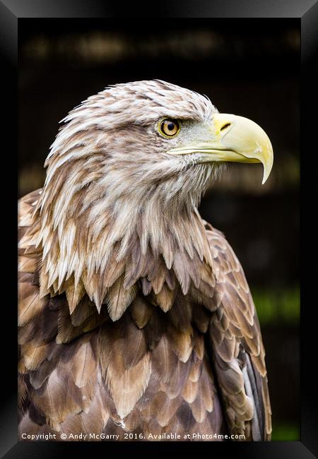 White Tailed Fish Eagle Framed Print by Andy McGarry