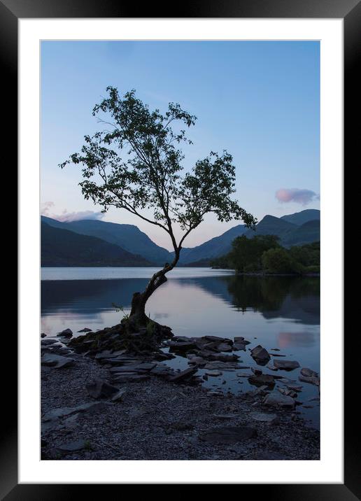 Llyn Padarns lonely Tree Framed Mounted Print by Eric Pearce AWPF
