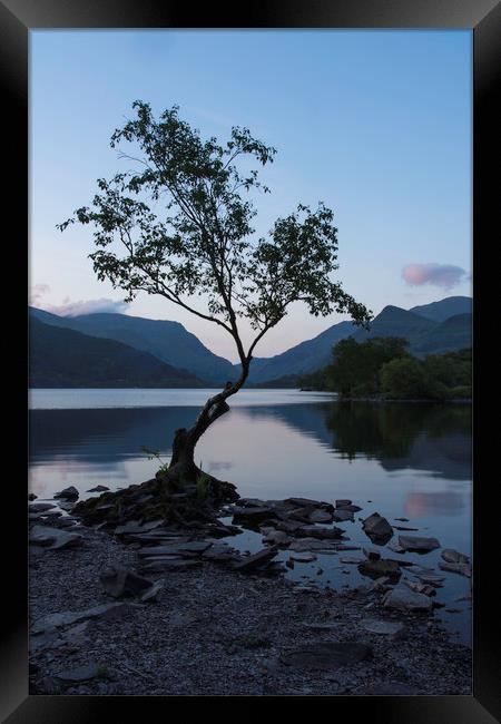 Llyn Padarns lonely Tree Framed Print by Eric Pearce AWPF