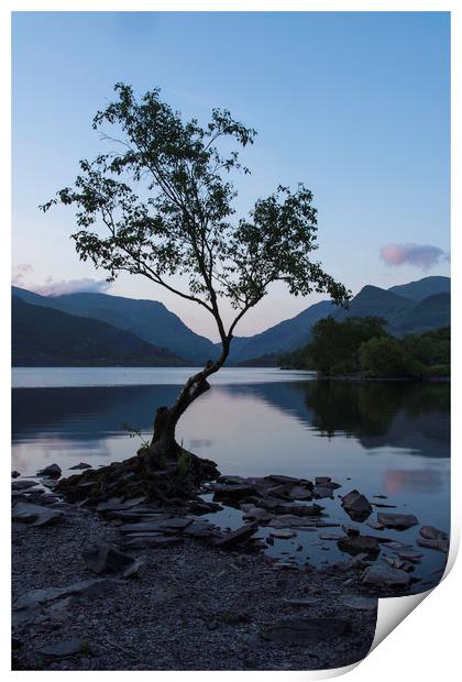 Llyn Padarns lonely Tree Print by Eric Pearce AWPF