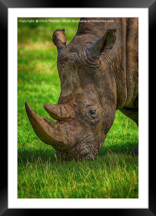 Southern White Rhinoceros Framed Mounted Print by Chris Thaxter