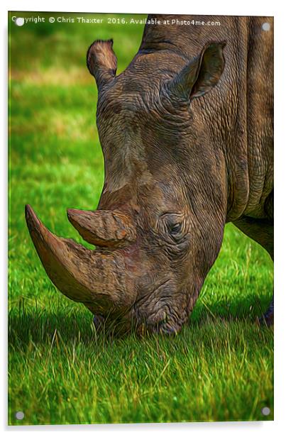 Southern White Rhinoceros Acrylic by Chris Thaxter