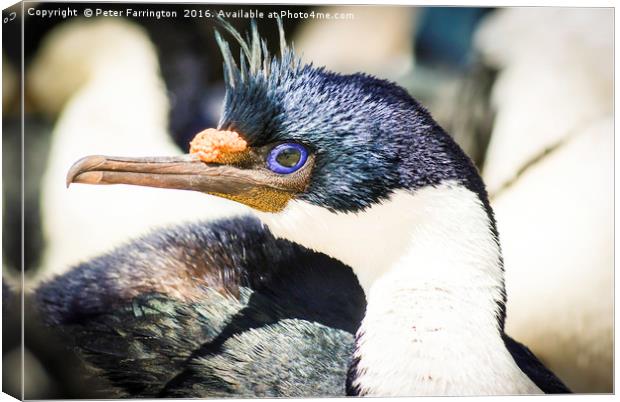 Look Into My Eyes ! Canvas Print by Peter Farrington