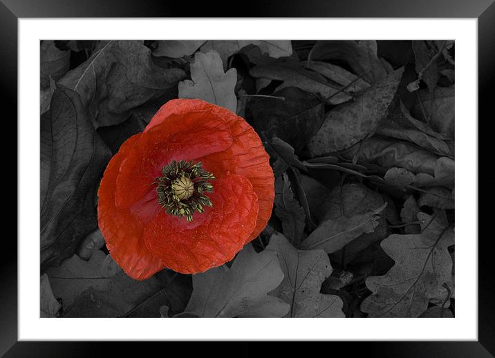 Poppy Framed Mounted Print by Charlie Gray LRPS