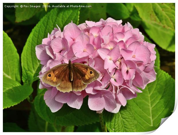Meadow Brown Butterfly Print by Derrick Fox Lomax