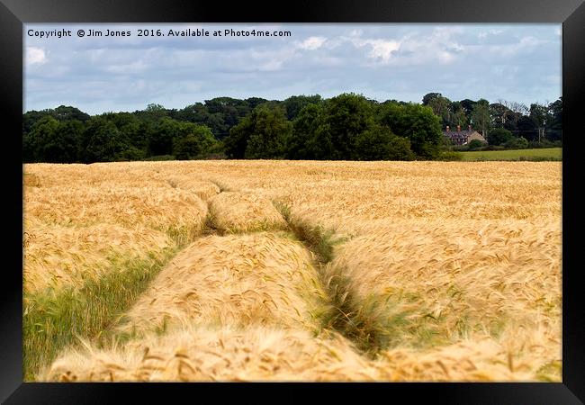 Golden Barley Field Framed Print by Jim Jones