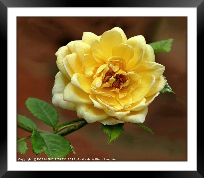 "YELLOW ROSE" Framed Mounted Print by ROS RIDLEY