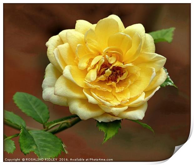 "YELLOW ROSE" Print by ROS RIDLEY