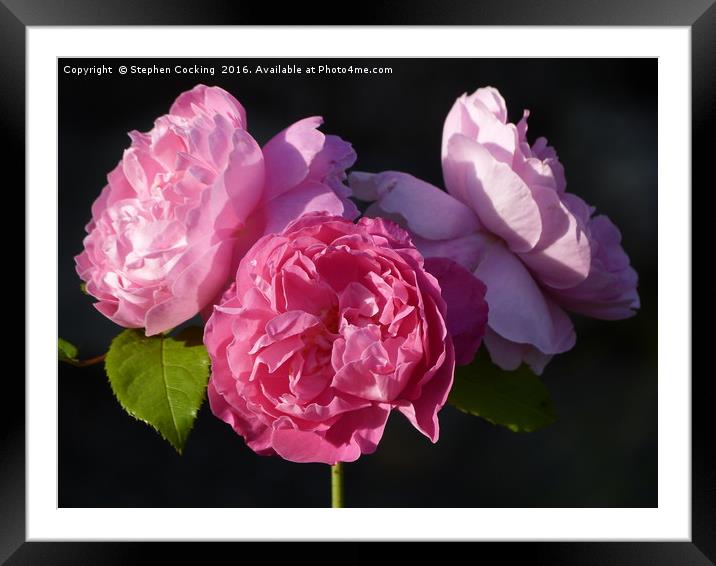 'Mary Rose' triple blooms Framed Mounted Print by Stephen Cocking