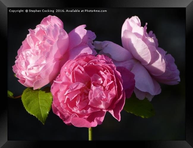 'Mary Rose' triple blooms Framed Print by Stephen Cocking
