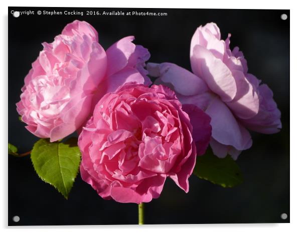 'Mary Rose' triple blooms Acrylic by Stephen Cocking