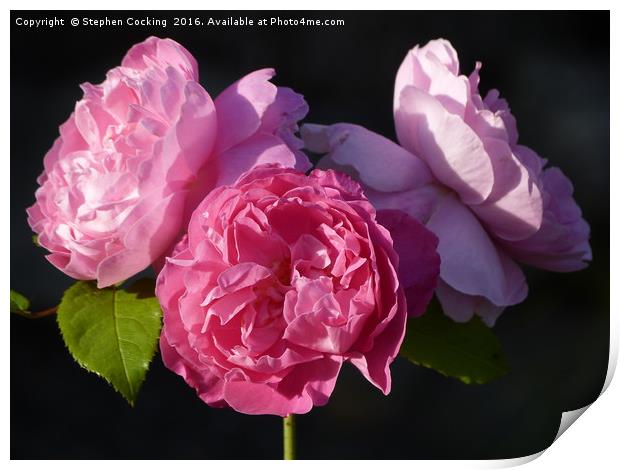'Mary Rose' triple blooms Print by Stephen Cocking
