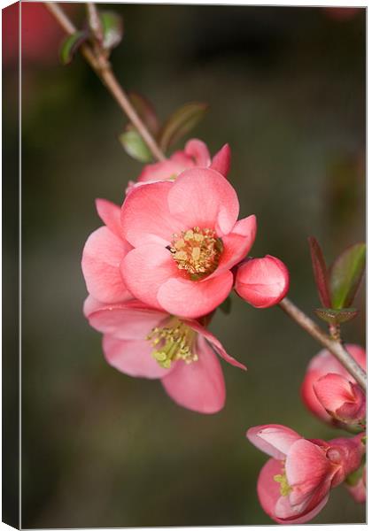 Quince Canvas Print by Tara Taylor
