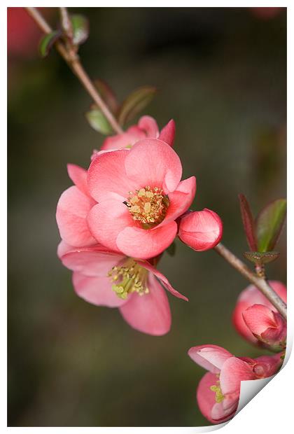 Quince Print by Tara Taylor