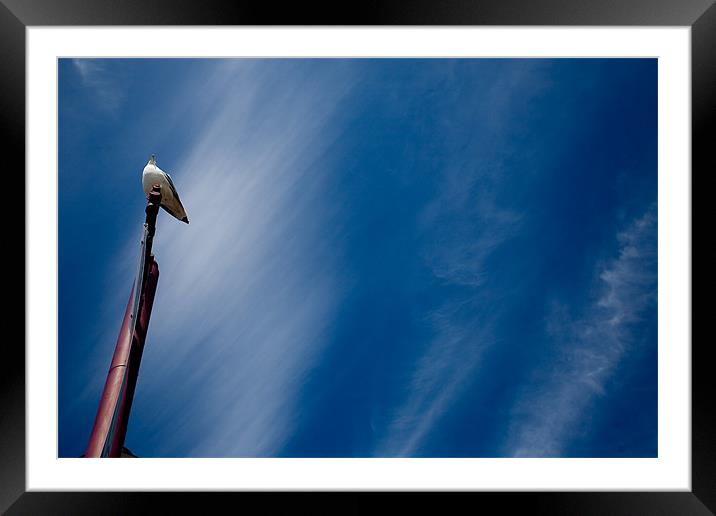 Gull on lampost Framed Mounted Print by Tara Taylor