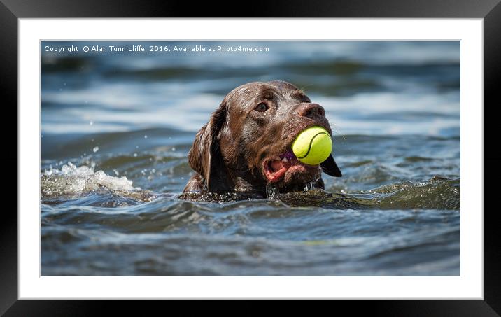 Fetch ........ Framed Mounted Print by Alan Tunnicliffe