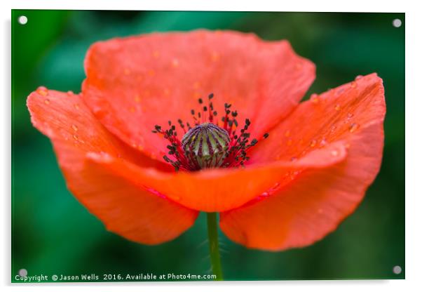 Poppy in full bloom Acrylic by Jason Wells