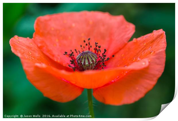 Poppy in full bloom Print by Jason Wells