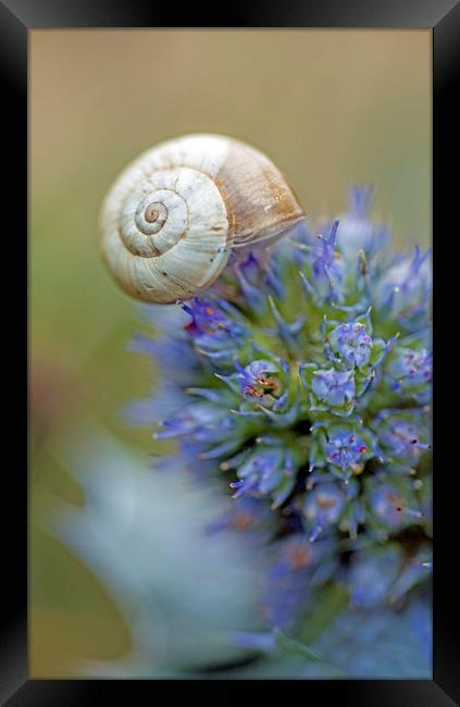 Snail sitting on a Sea Holly Flower on the coast Framed Print by Nick Jenkins