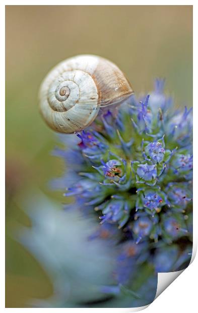 Snail sitting on a Sea Holly Flower on the coast Print by Nick Jenkins