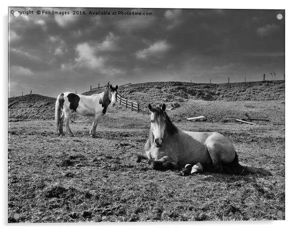 Horses in the field Acrylic by Derrick Fox Lomax