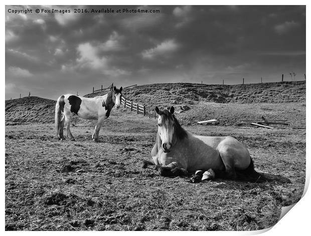 Horses in the field Print by Derrick Fox Lomax