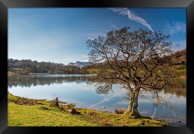 Loughrigg Tarn in the Lake District National Park  Framed Print by Nick Jenkins