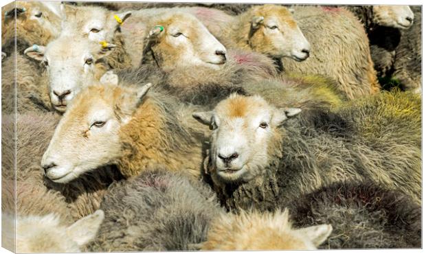 Herdwick Sheep All Together in the Lake District Canvas Print by Nick Jenkins