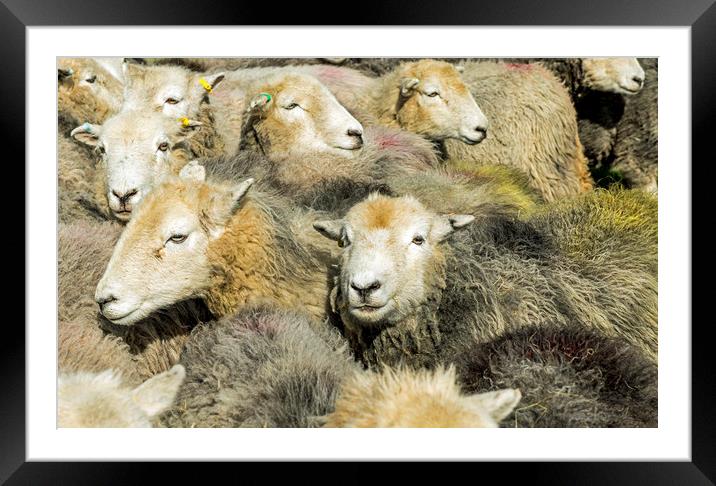 Herdwick Sheep All Together in the Lake District Framed Mounted Print by Nick Jenkins