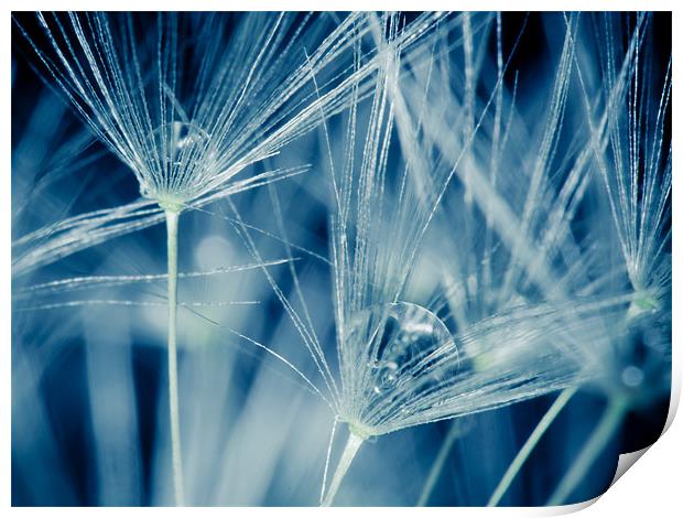 Dandelion seed closeup Print by Tara Taylor