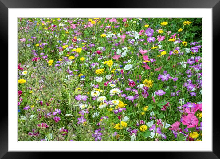 A very colourful Wildflower meadow in high summer Framed Mounted Print by Nick Jenkins