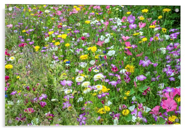 A very colourful Wildflower meadow in high summer Acrylic by Nick Jenkins