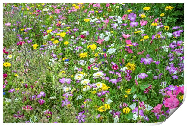A very colourful Wildflower meadow in high summer Print by Nick Jenkins