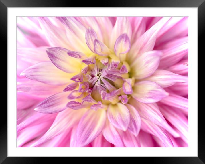 Pink Dahlia Flower Close Up Framed Mounted Print by Nick Jenkins