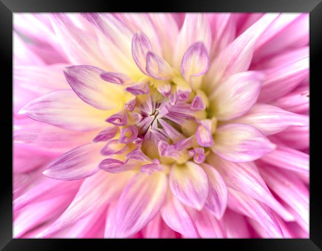 Pink Dahlia Flower Close Up Framed Print by Nick Jenkins